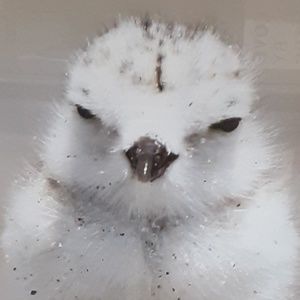 Meet your Posher, Natalia